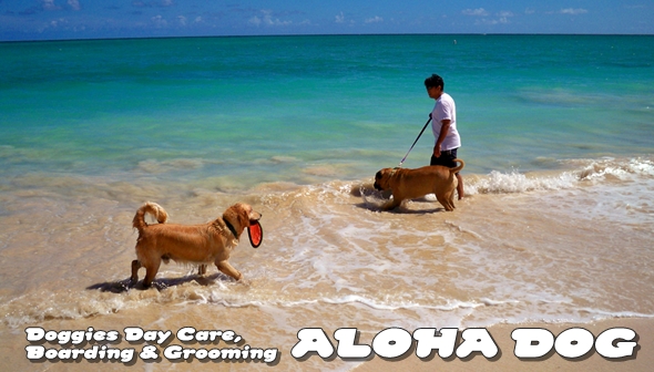 Doggies Daycare, Boarding, Grooming ALOHA DOG
