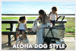 Dog's Hawaii Quarantine